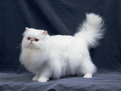 1466143273944861.png 波斯猫.png