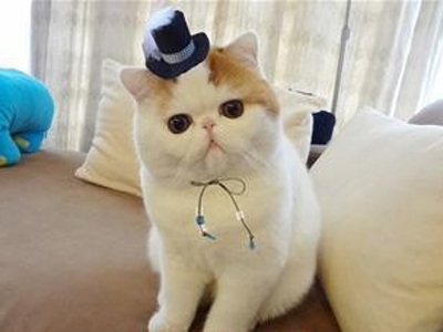 1472027689165755.png 异国短毛猫111.png