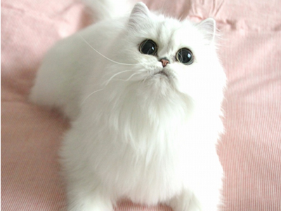 1474187575123575.png 波斯猫咪.png