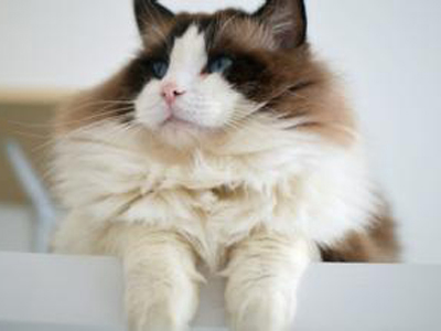 1474187582322567.jpg 布偶猫.jpg