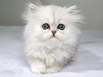 1483687695951834.jpg 波斯猫1.jpg