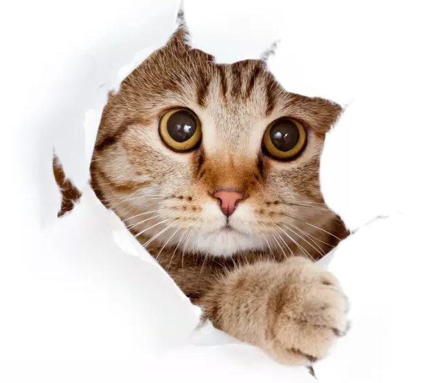 1487388031(1).png
