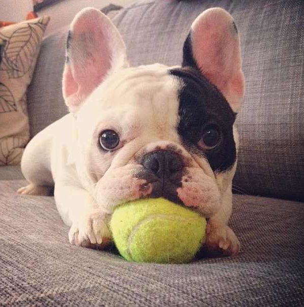 1497514248560569.jpg 斗牛犬.jpg